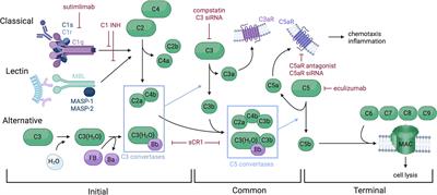 Frontiers | Complement-targeting therapeutics for ischemia 